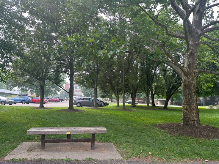 Beneath the Trees: A Moment of&nbsp;Liberation